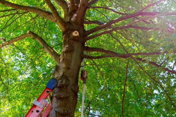 Tree Removal for Businesses in Nicollet, MN